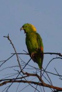 Yellow-naped Amazon parrot calling -- Copyright/Credit: Molly Dupin