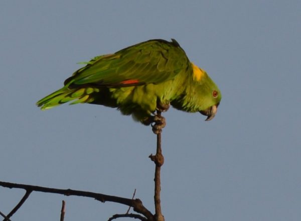 Yellow-naped Amazon parrot crouched -- Copyright/Credit: Molly Dupin