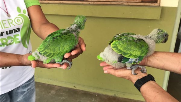 Chicks that were confiscated from poachers in 2017 in Guanacaste, Costa Rica. Copyright/Credit: D. Felipe Chavarria, of the Área de Conservación Guanacaste